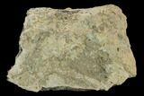 Fossil Triceratops Frill Section - North Dakota #120531-1
